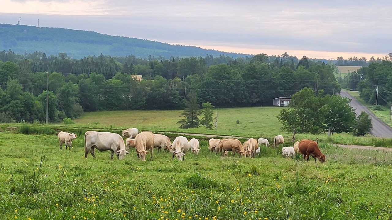 Photo of Others in Central Hainesville