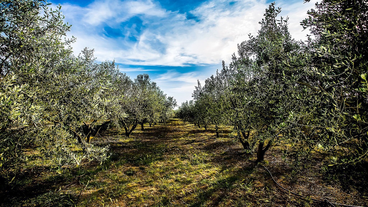 Photo of Outdoor in Polaca