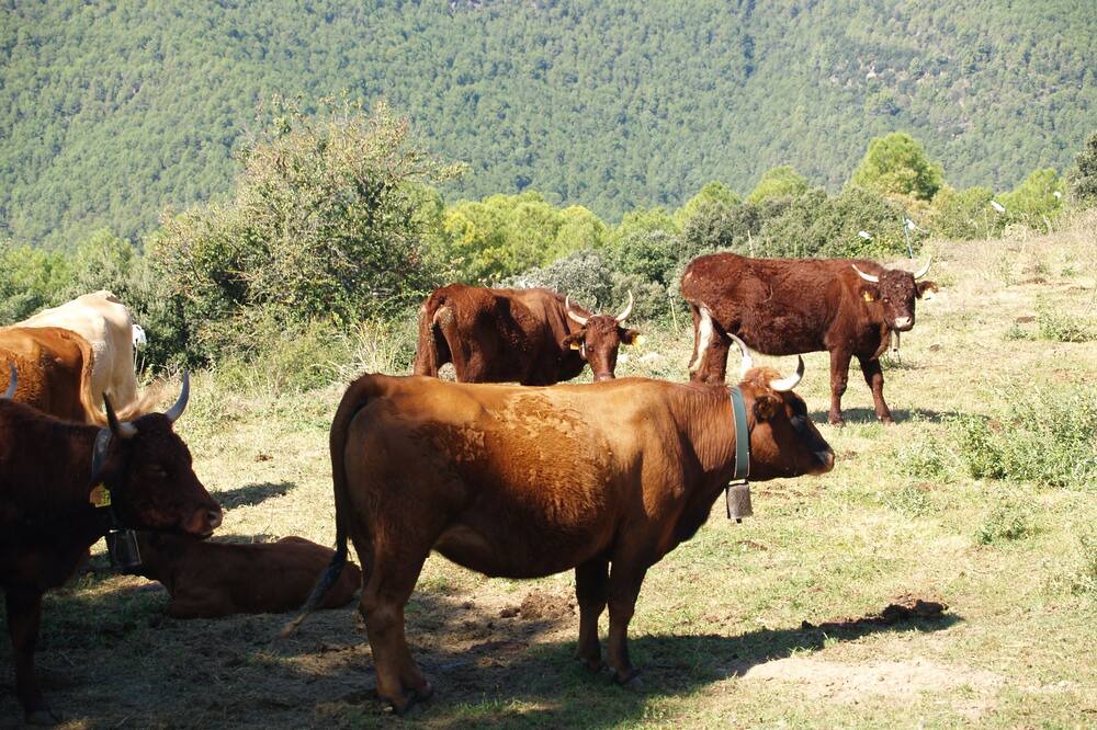 Photo of Outdoor in Naves