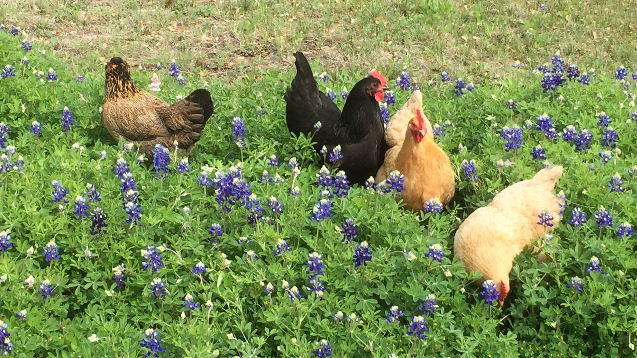 Photo of Outdoor in Wimberley