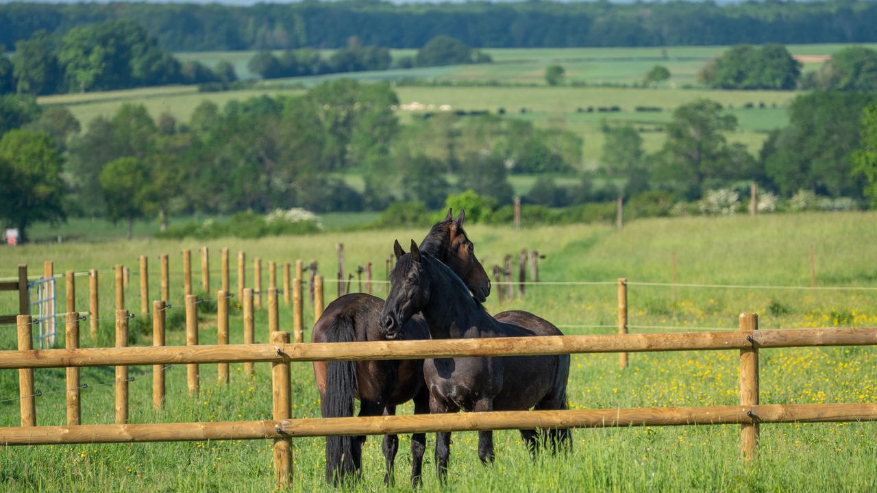Photo of Others in Souhey