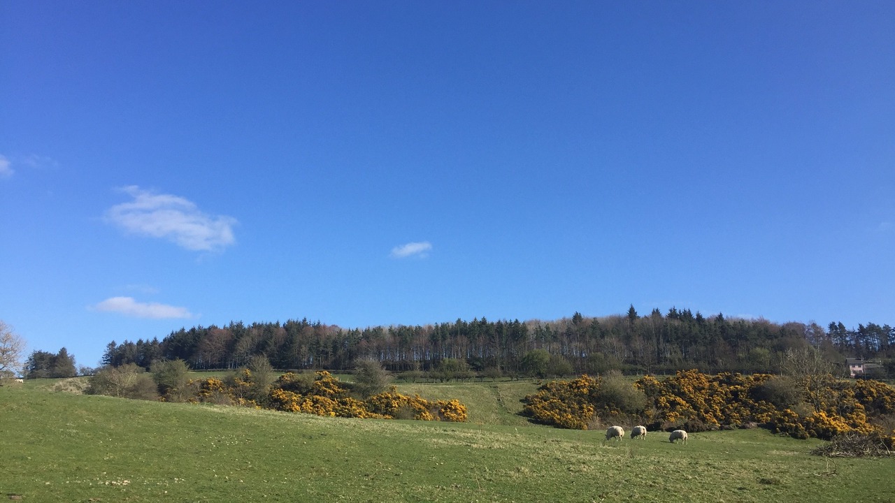 Photo of Others in Hawick