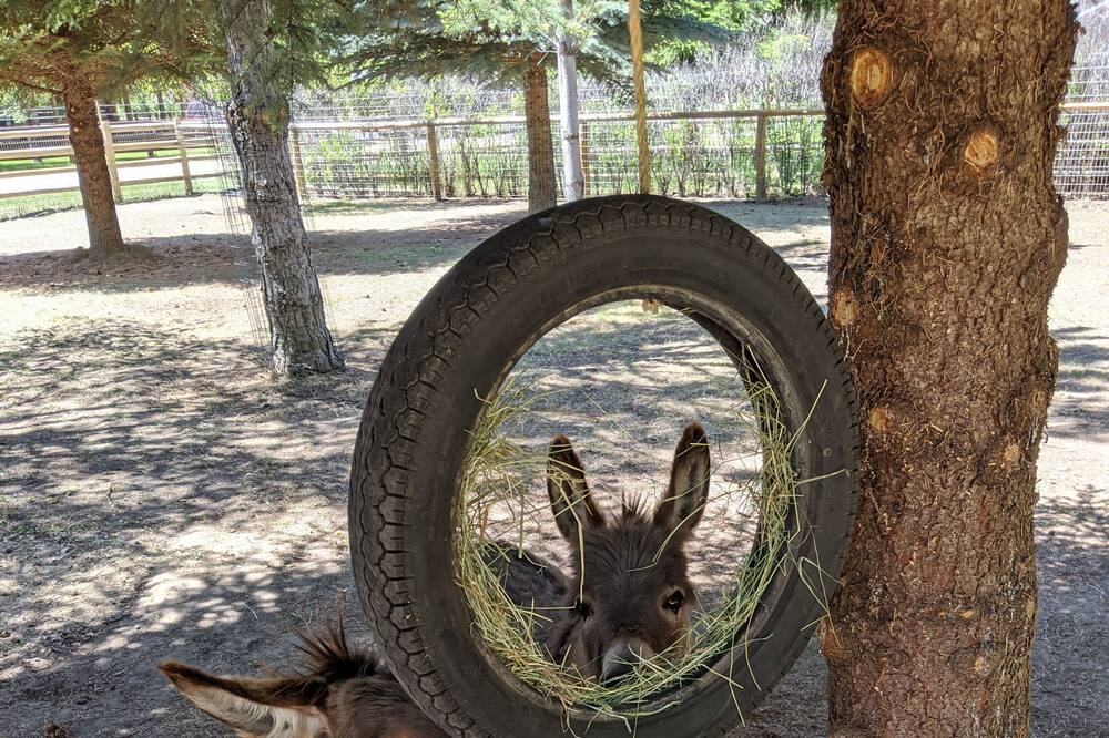 Photo of Others in Salmon