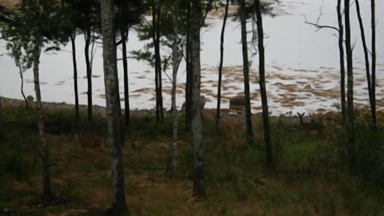 Photo of Others in Deer Isle