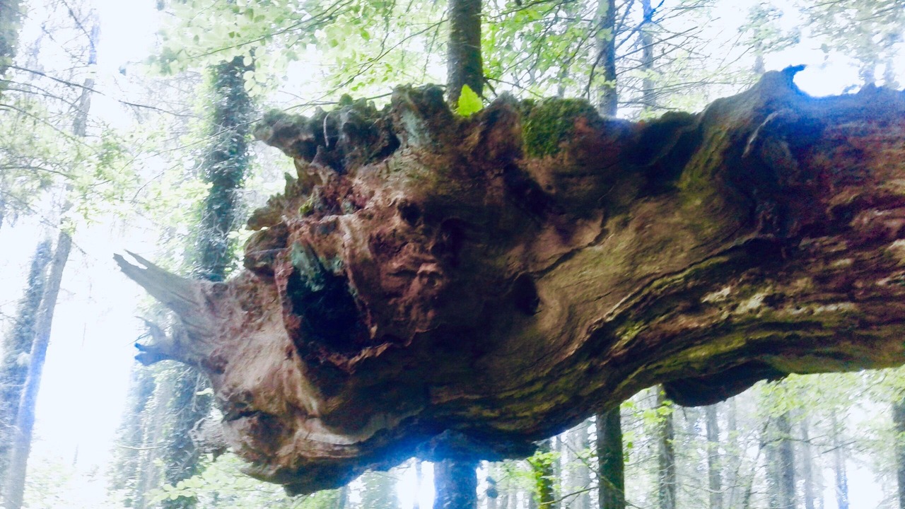 Photo of Others in Plouray