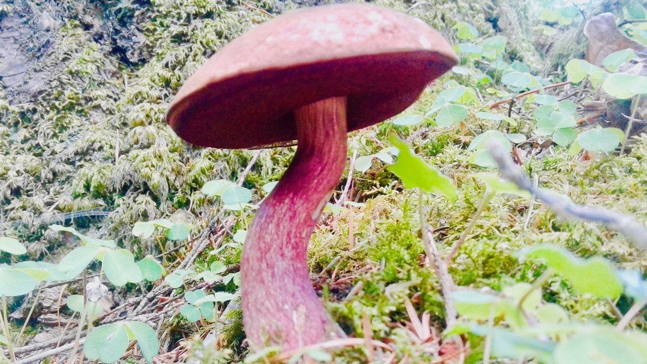 Photo of Outdoor in Plouray