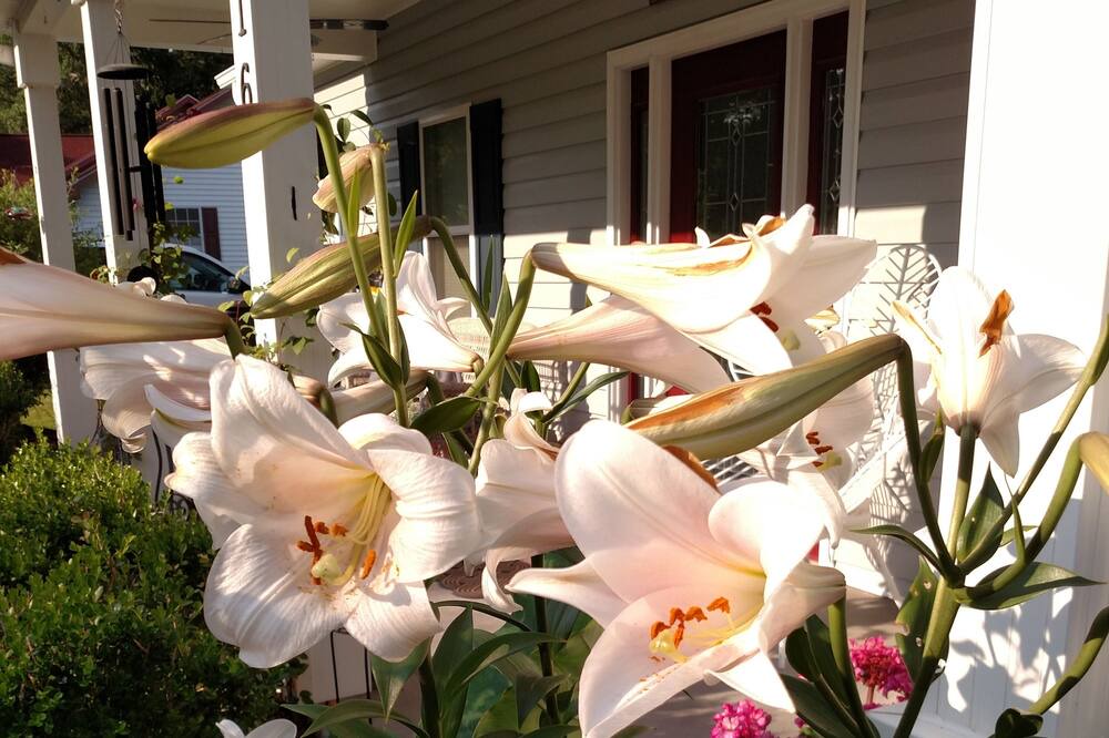 Photo of Outdoor in Shallotte