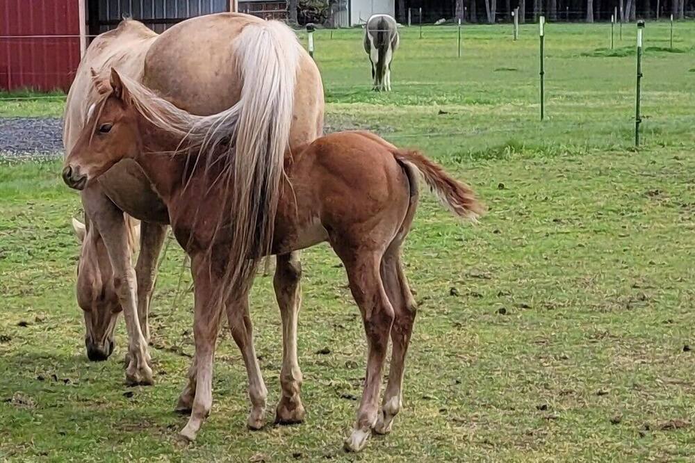 Photo of Outdoor in Estacada