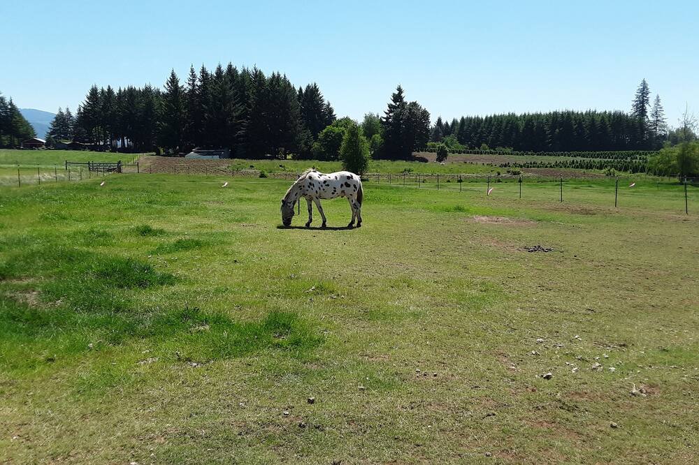 Photo of Outdoor in Estacada