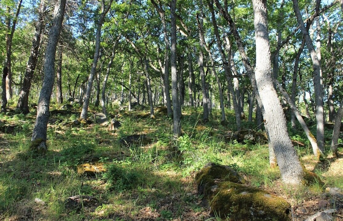 Photo of Outdoor in Montague
