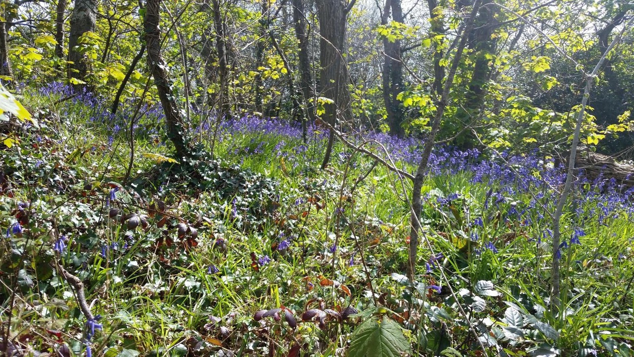 Photo of Outdoor in Helston