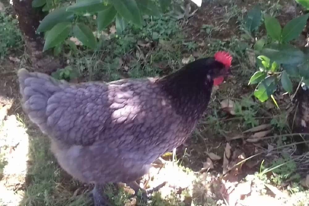 Photo of Outdoor in Cadillac