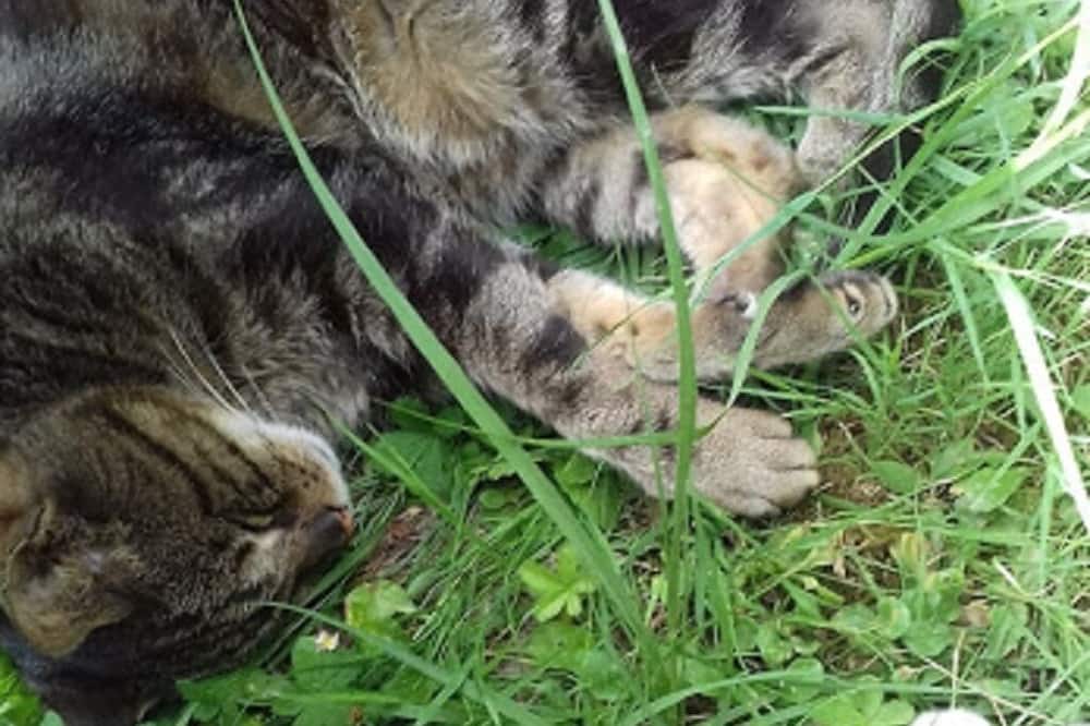 Photo of Others in Cadillac