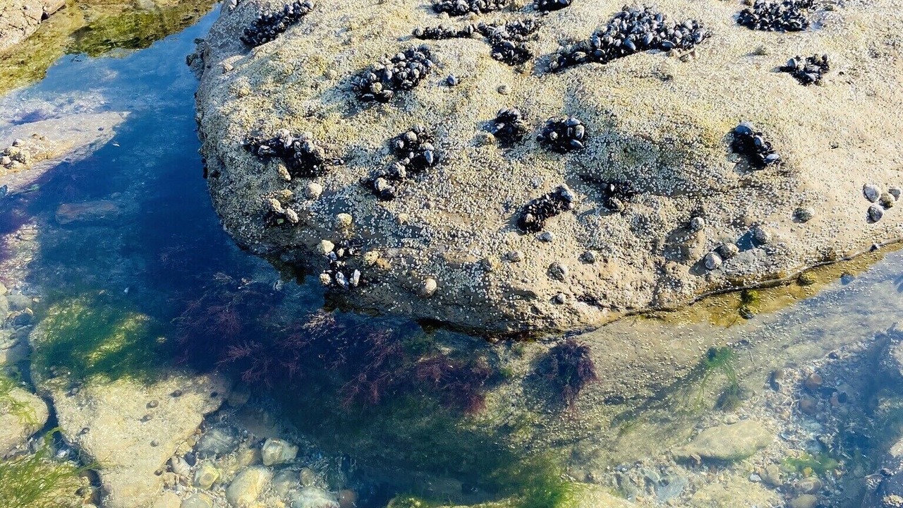 Photo of Outdoor in Audresselles