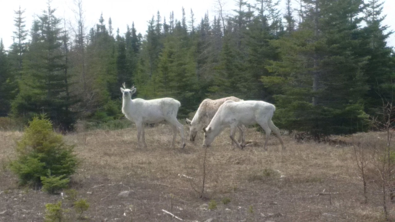 Photo of Others in St. Anthony