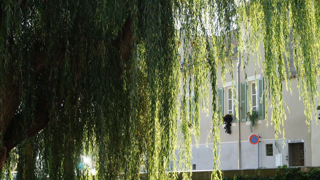 Photo of Outdoor in Montbrison