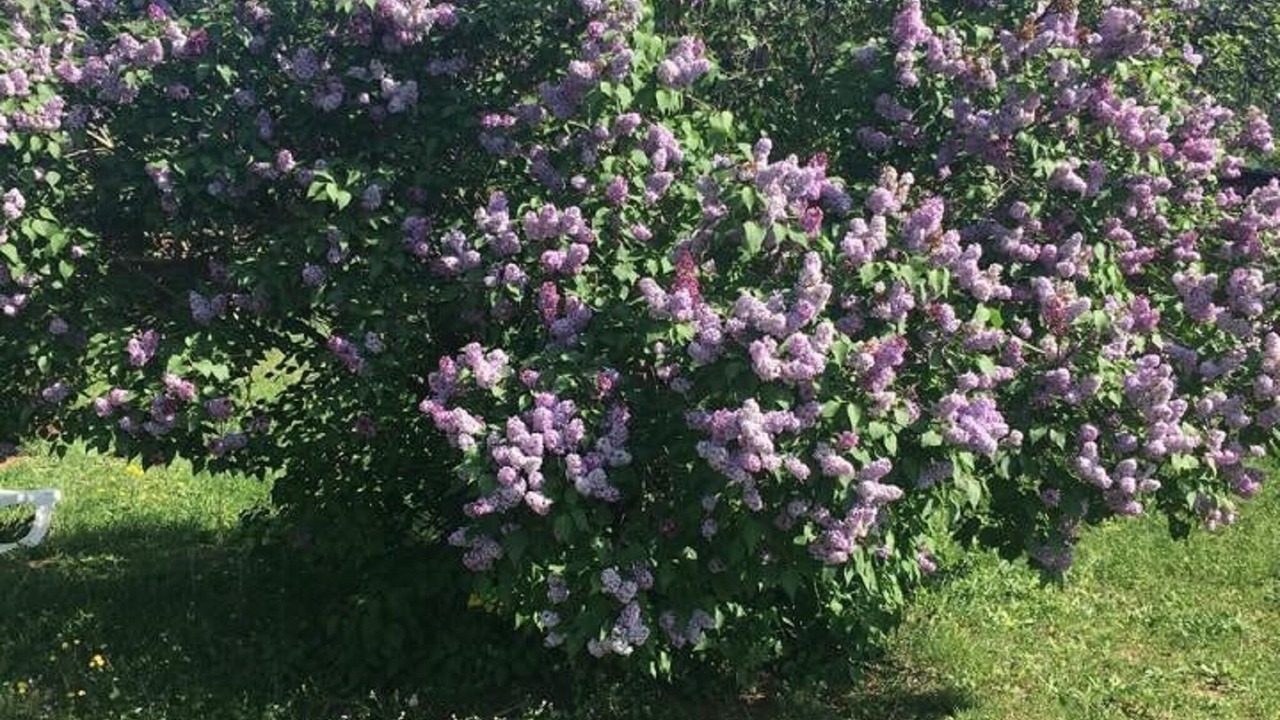 Photo of Outdoor in Callas