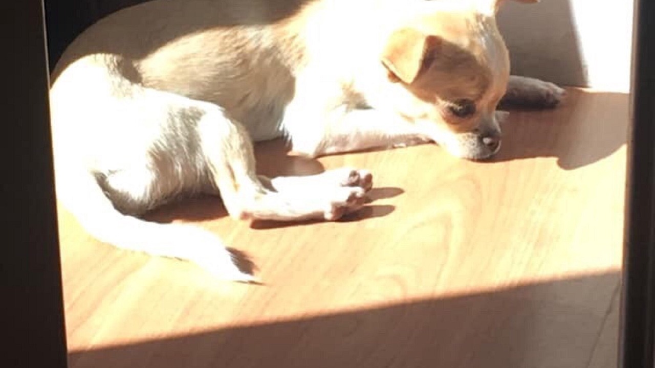 Photo of Others in Callas