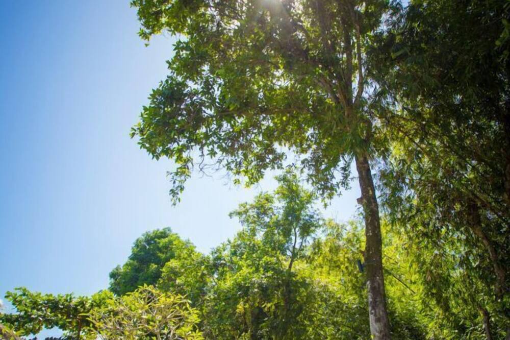 Photo of Outdoor in Batubulan