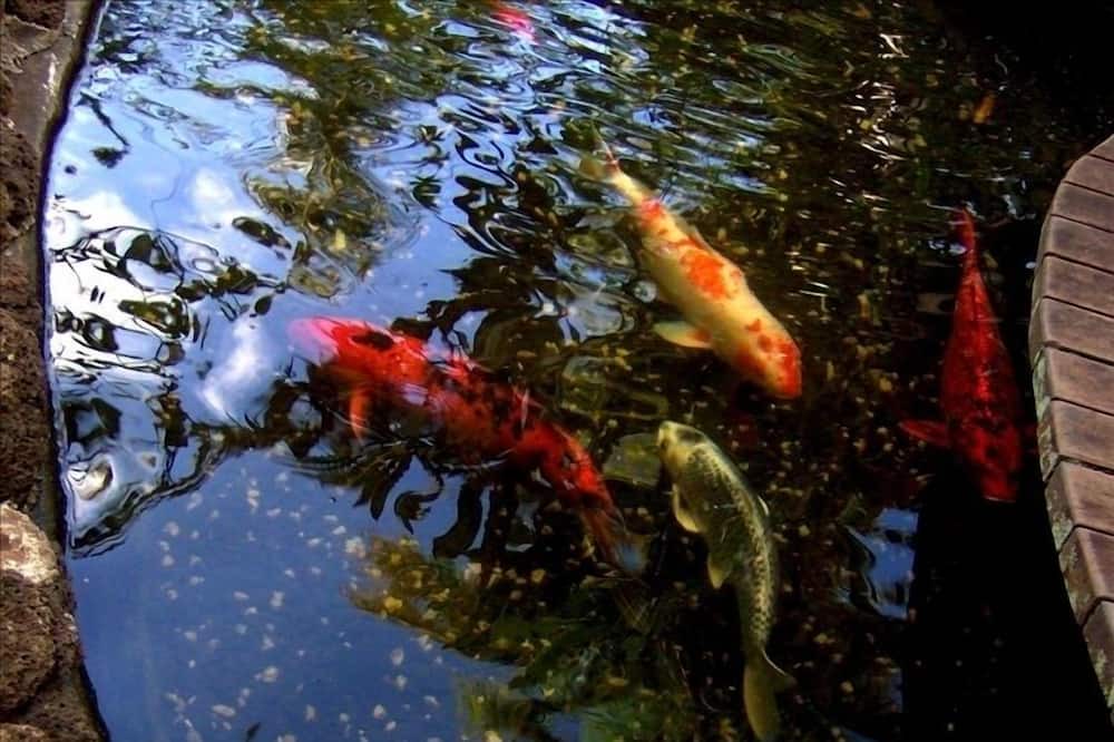 Photo of Others in Poipu