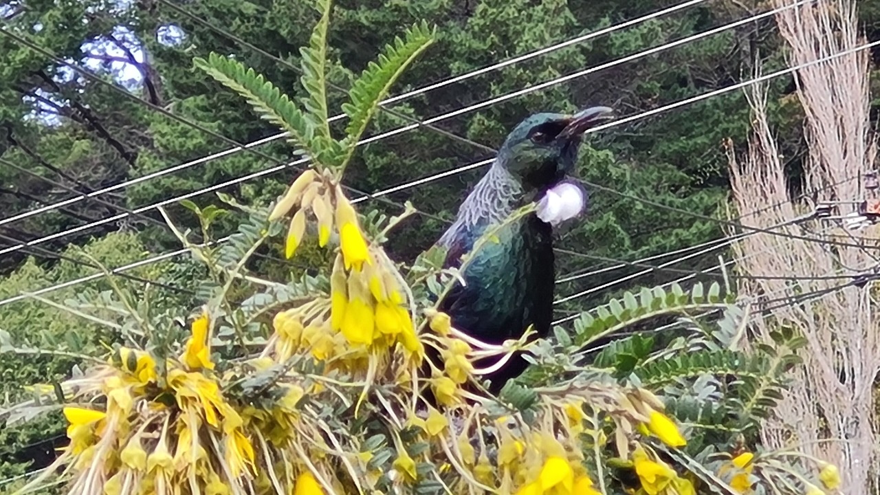 Photo of Outdoor in Rotoma