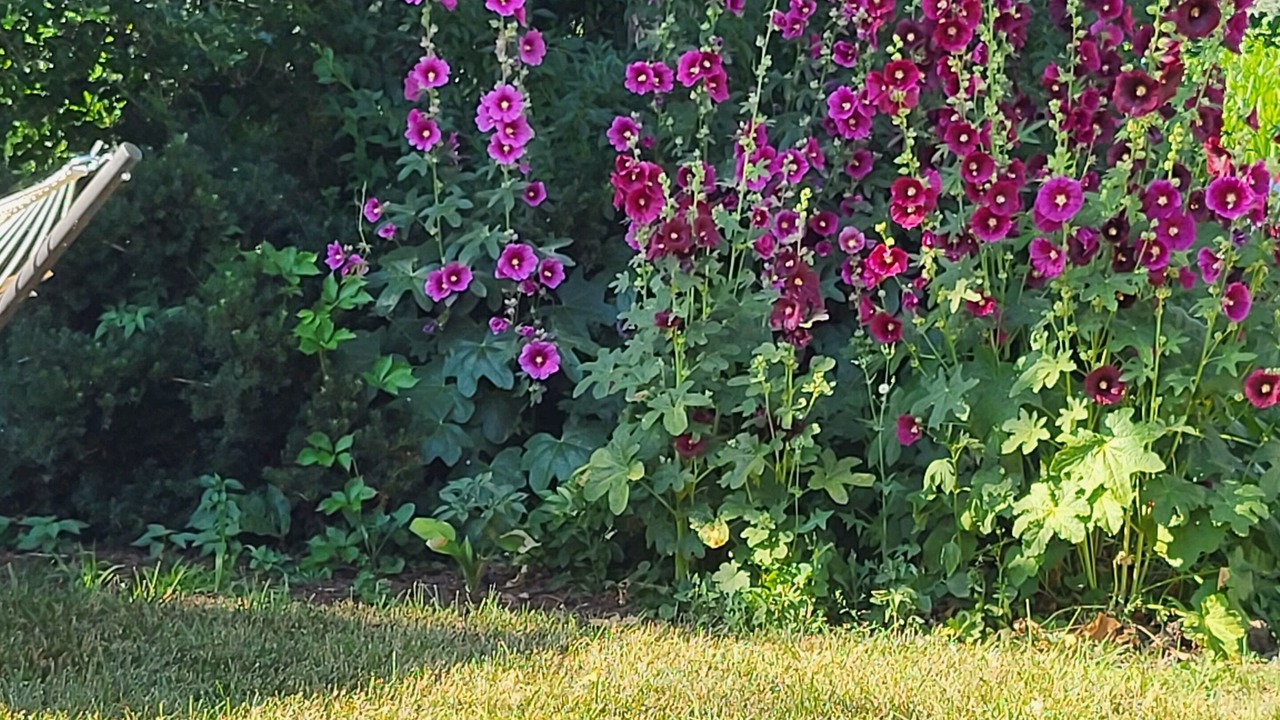 Photo of Outdoor in Lake View