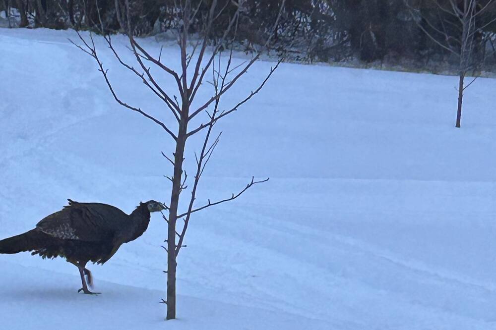 Photo of Others in Lanark Highlands