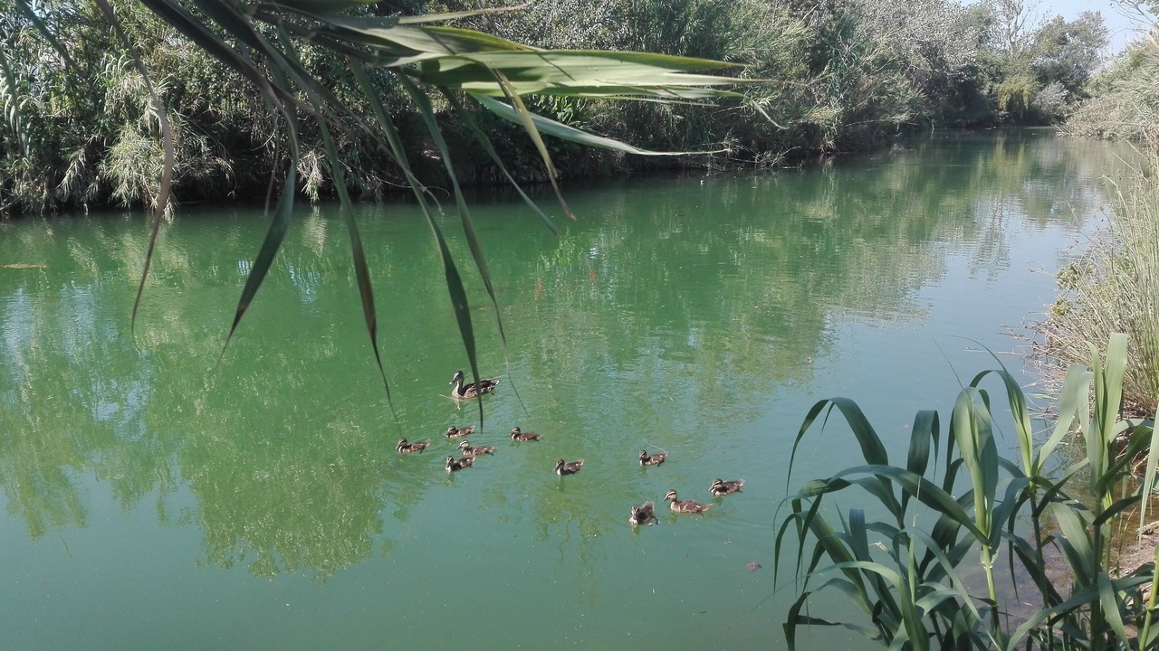 Photo of Others in Burriana