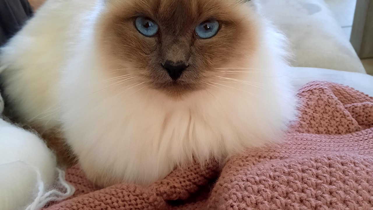 Photo of Others in Marans