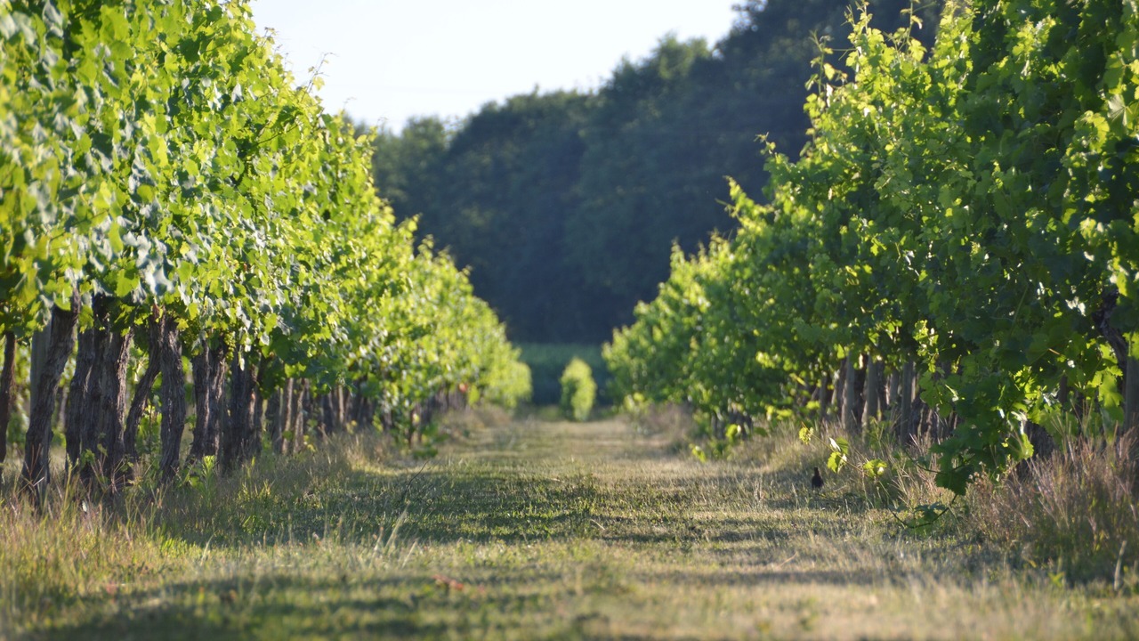 Photo of Outdoor in Saint-Avit-Saint-Nazaire