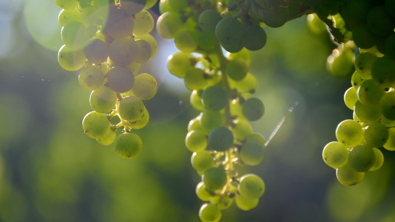 Photo of Outdoor in Saint-Avit-Saint-Nazaire