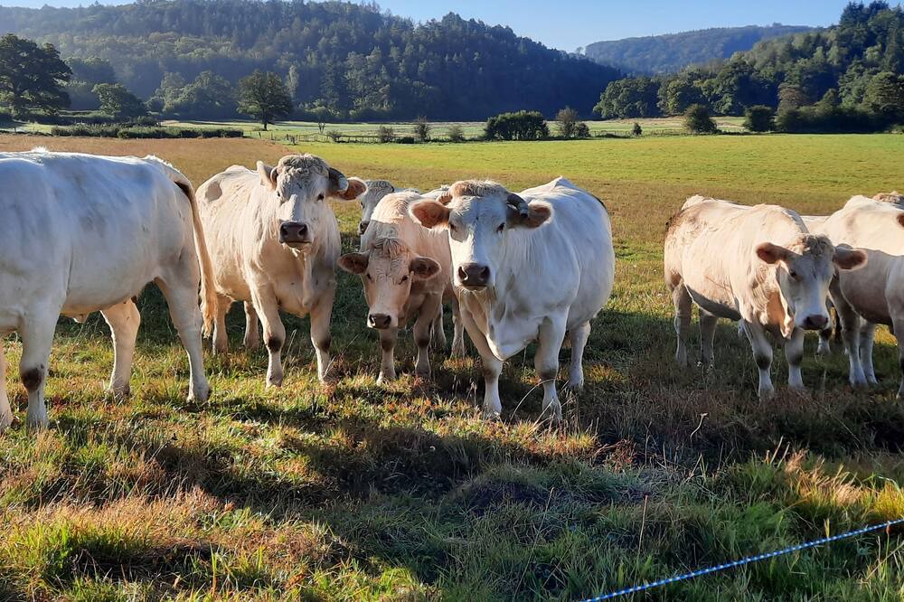 Photo of Outdoor in Alligny-en-Morvan