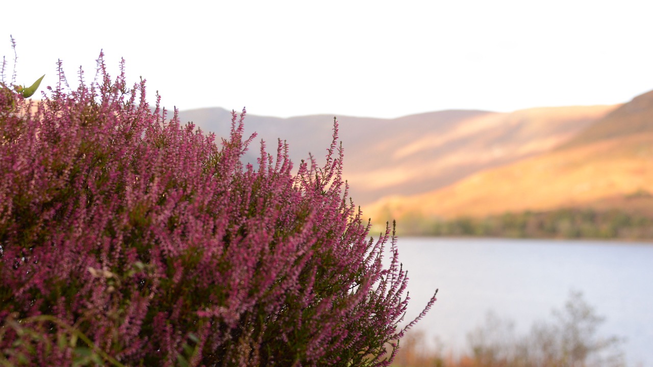 Photo of Others in Fort William