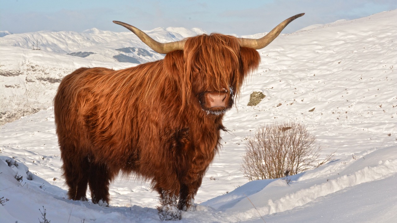 Photo of Outdoor in Fort William