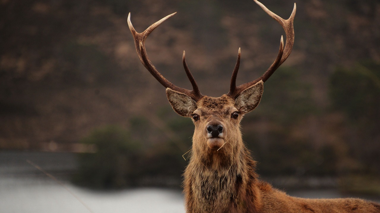 Photo of Others in Fort William