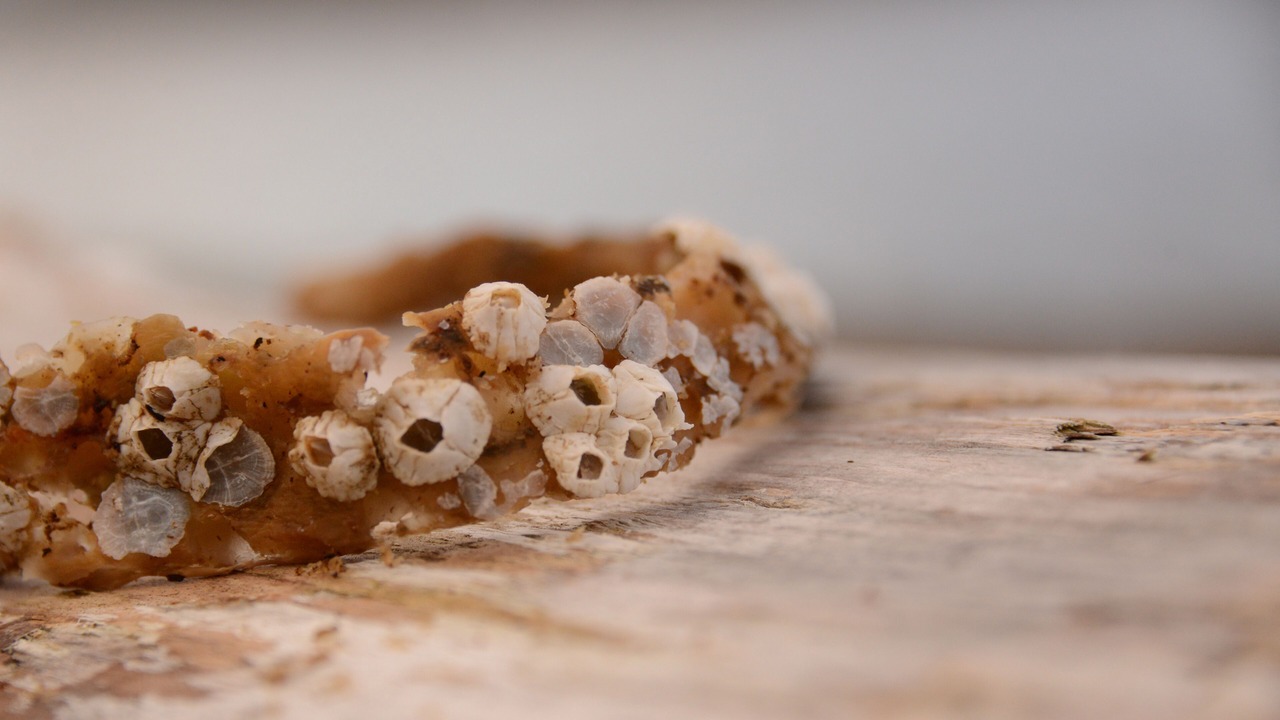 Photo of Others in Fort William