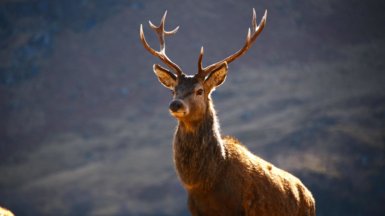 Photo of Others in Fort William