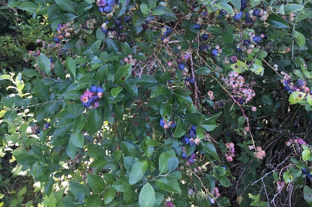 Photo of Outdoor in Capron