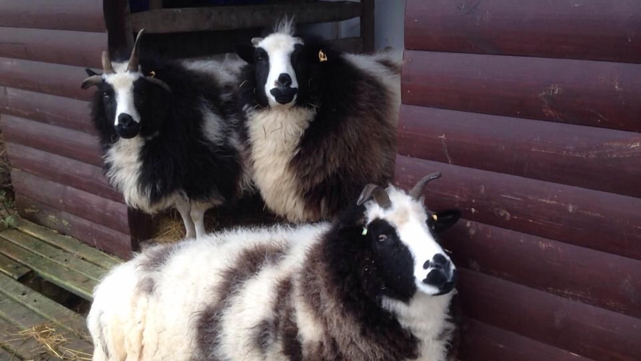 Photo of Others in East Huntspill