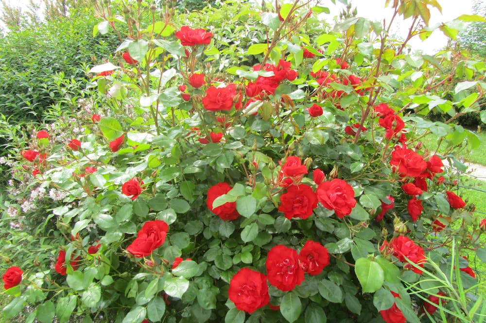 Photo of Outdoor in Thure