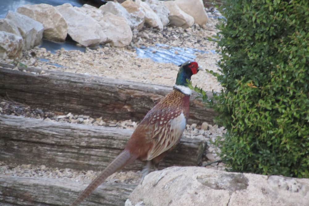 Photo of Outdoor in Thure