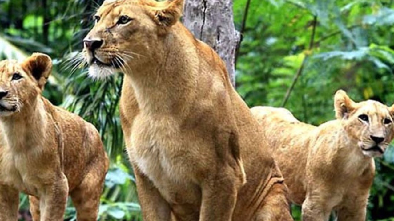 Photo of Others in Pengosekan