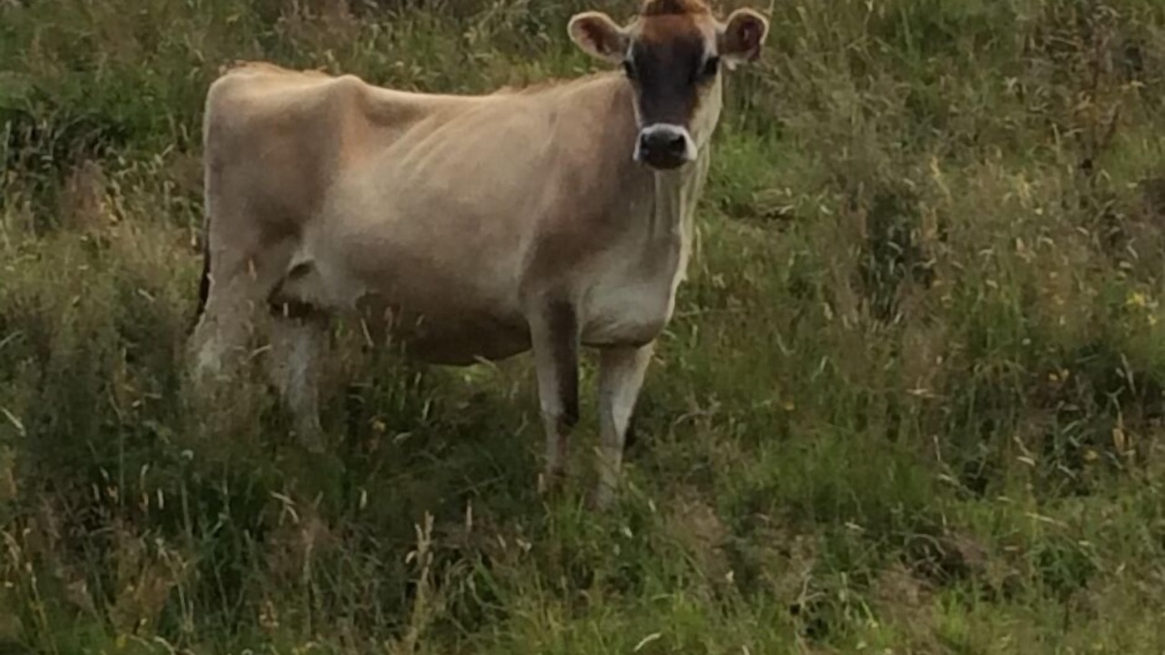 Photo of Outdoor in Mokau