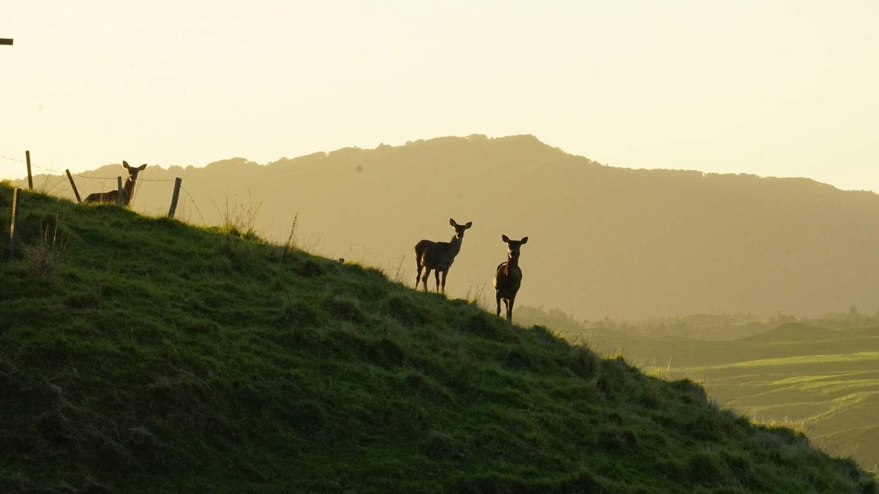 Photo of Others in Mokau