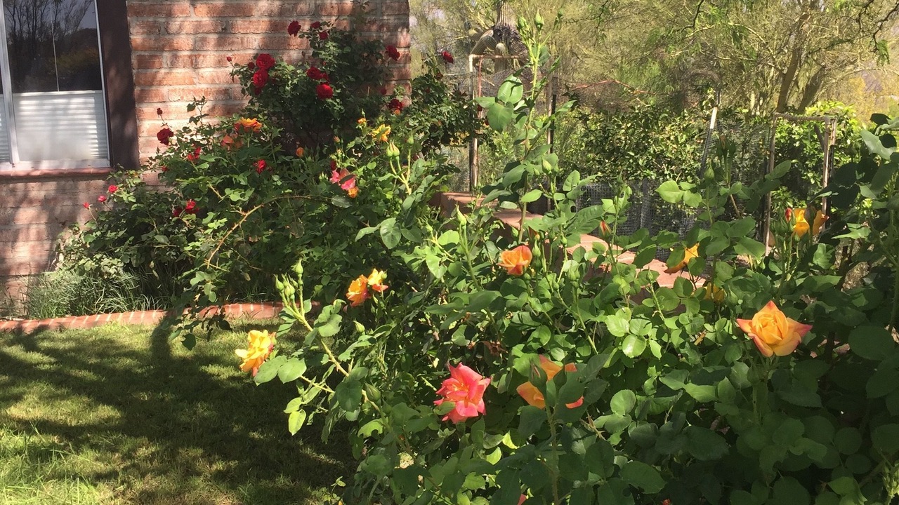 Photo of Outdoor in Tucson