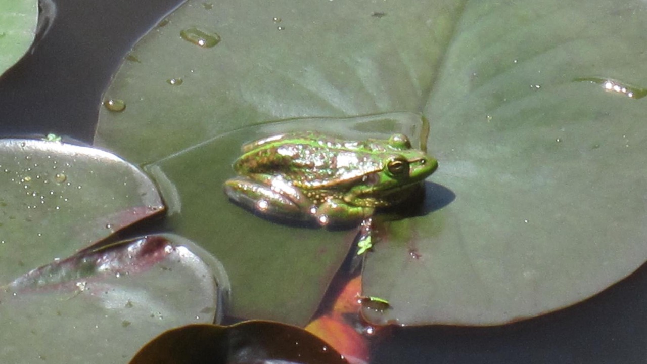 Photo of Others in Halcombe