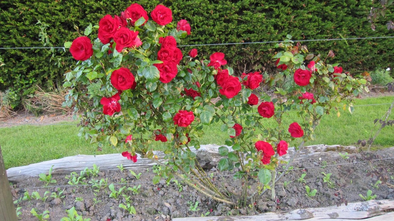 Photo of Outdoor in Halcombe