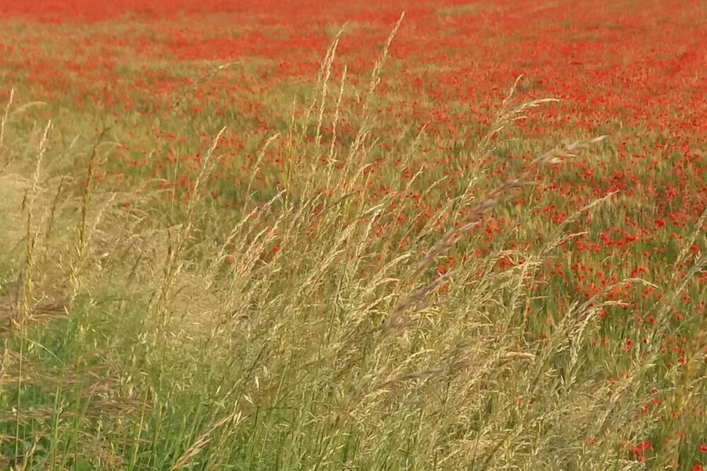 Photo of Outdoor in Allegre Les Fumades