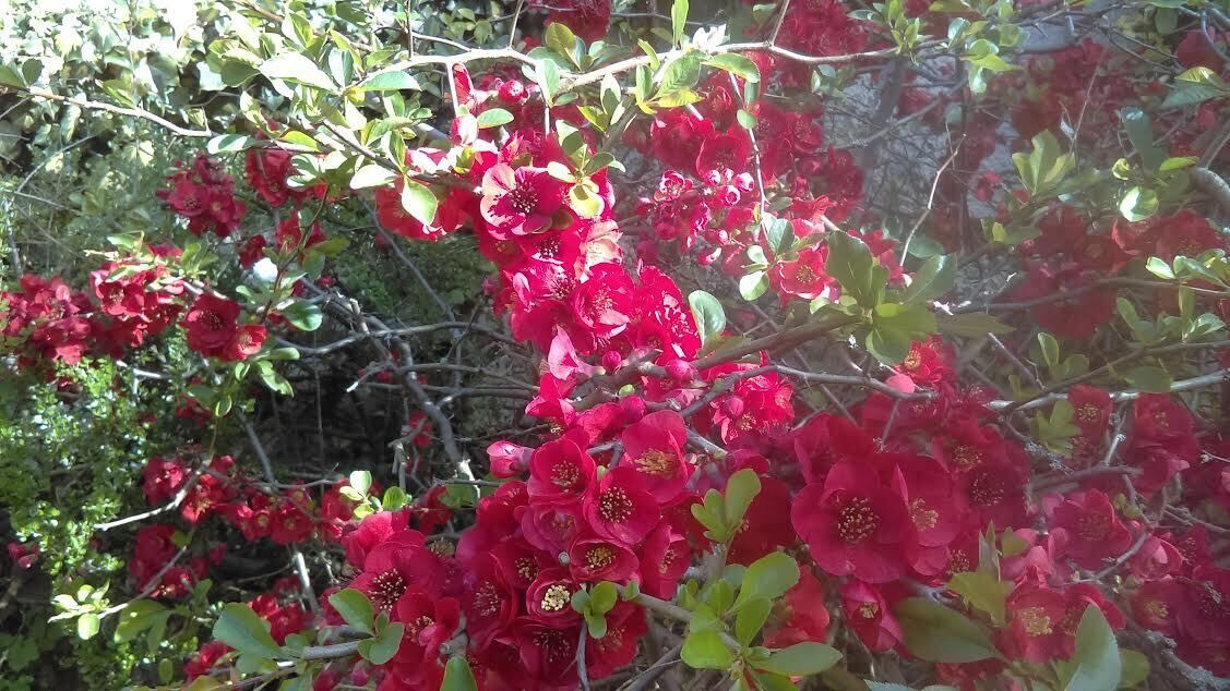 Photo of Outdoor in Whittlesford