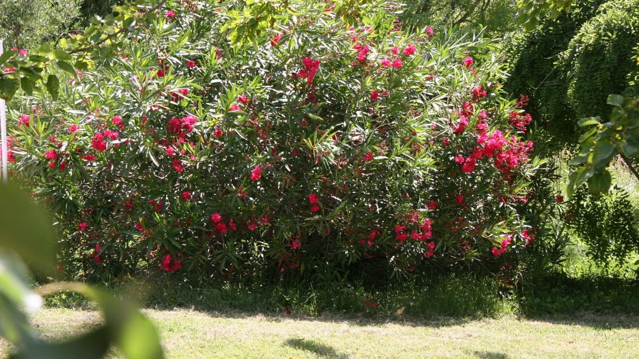 Photo of Outdoor in Combas